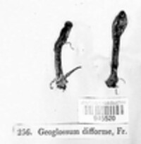 Geoglossum difforme image
